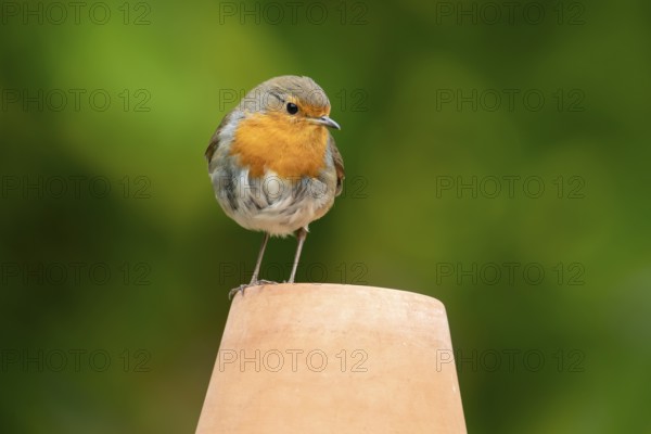 European robin (Erithacus rubecula) adult garden bird on a plant pot in summer, England, United Kingdom