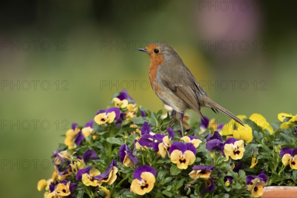 European robin (Erithacus rubecula) adult garden bird on a plant pot with Pansy and Viola flowers in springtime, England, United Kingdom