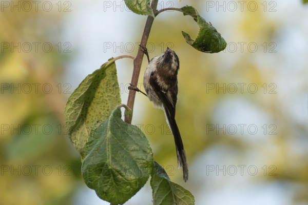 Long tailed tit (Aegithalos caudatus) adult garden bird searching for insects on a fruit tree in summer, England, United Kingdom