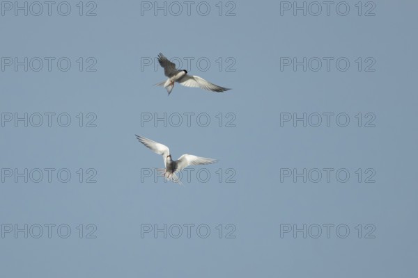 Common tern (Sterna hirundo) two adult birds in flight in summer, England, United Kingdom