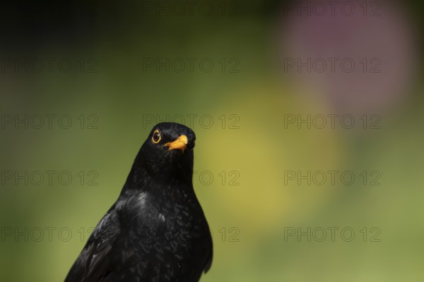 Eurasian blackbird (Turdus merula) adult male garden bird head portrait, England, United Kingdom