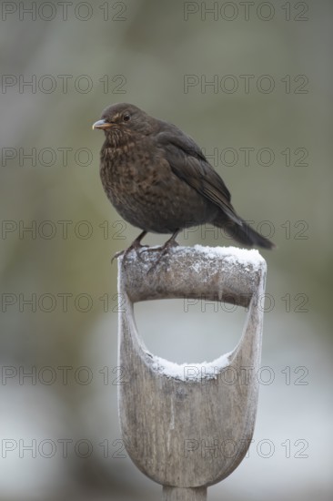 European blackbird (Turdus merula) adult female garden bird on a frost covered fork handle in winter, England, United Kingdom