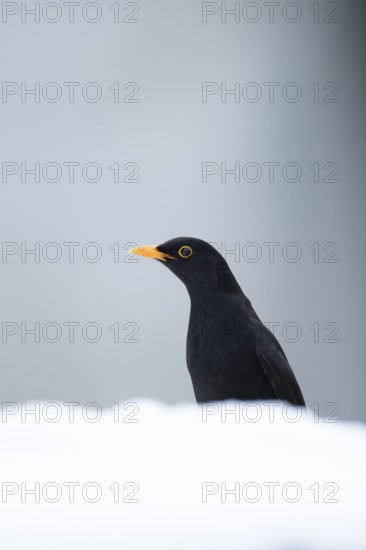 Eurasian blackbird (Turdus merula) adult male garden bird on snow in winter, England, United Kingdom