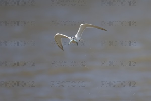 Sandwich tern (Thalasseus sandvicensis) adult bird in flight with a fish in its beak in summer, England, United Kingdom