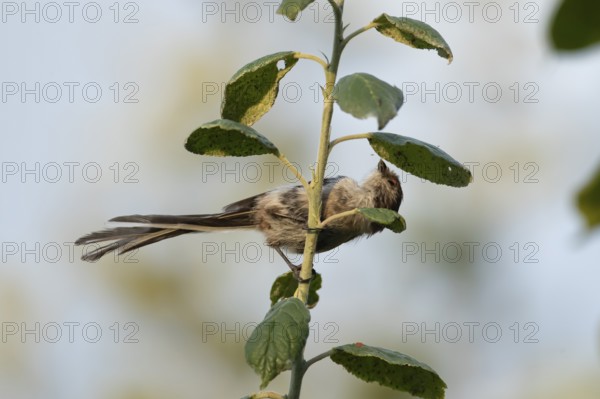 Long tailed tit (Aegithalos caudatus) adult garden bird feeding on aphids on a fruit tree in summer, England, United Kingdom