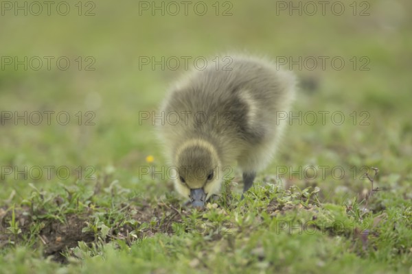 Greylag goose (Anser anser) juvenile baby gosling bird feeding on grassland in summer, England, United Kingdom