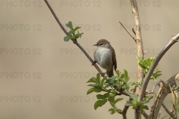 Cetti's warbler (Cettia cetti) adult bird on a tree branch in spring, RSPB Minsmere nature reserve, Suffolk, England, United Kingdom