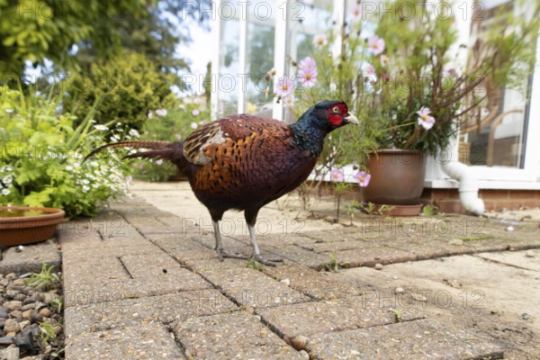Common pheasant (Phasianus colchicus) adult male game bird on a garden patio with a house in the background, England, United Kingdom