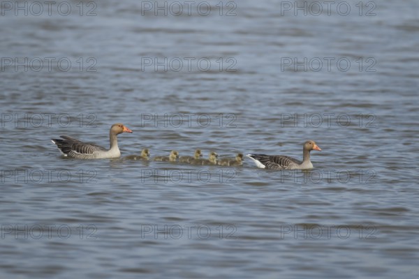 Greylag goose (Anser anser) two adult geese and five juvenile baby gosling birds swimming on a lake in summer, England, United Kingdom