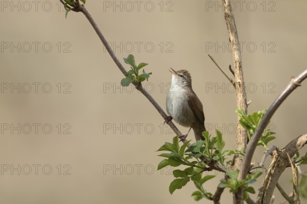 Cetti's warbler (Cettia cetti) adult bird singing on a tree branch in spring, RSPB Minsmere nature reserve, Suffolk, England, United Kingdom