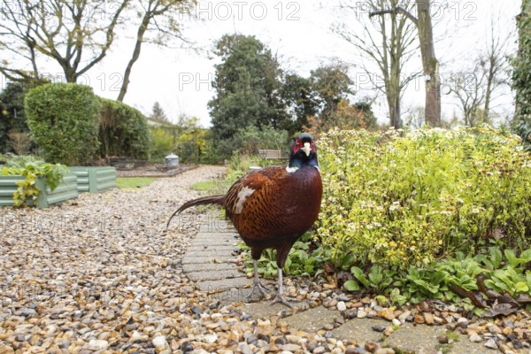 Common pheasant (Phasianus colchicus) adult male game bird on a garden path, England, United Kingdom