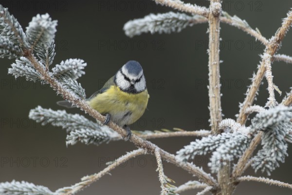 Blue tit (Cyanistes caeruleus) adult garden bird on a frost covered Christmas spruce tree in winter, England, United Kingdom