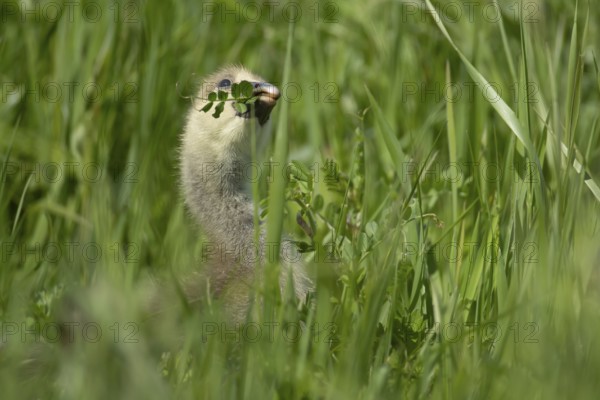 Greylag goose (Anser anser) juvenile baby gosling bird feeding in grassland in summer, England, United Kingdom