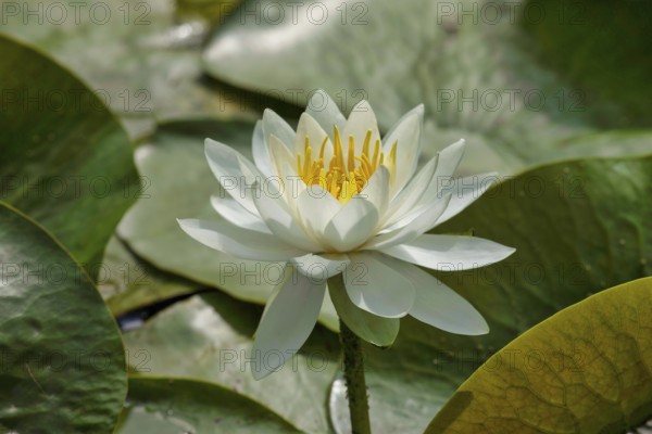 Water lily. Krasnodar. Russia