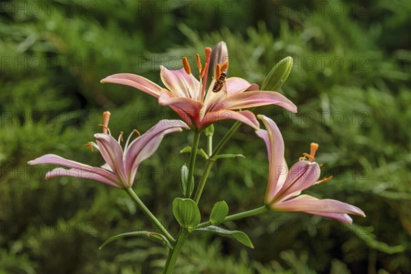 Lily in a garden. Krasnodar. Russia