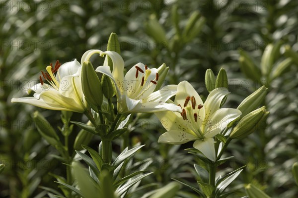 Lily in a garden. Krasnodar. Russia