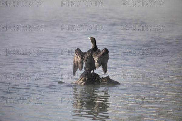 Cormorant angler. Krasnodar. Russia