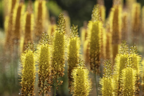 Eremurus in a garden. Krasnodar. Russia