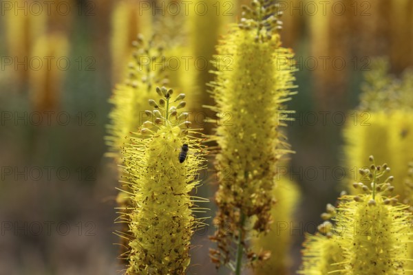 Eremurus in a garden. Krasnodar. Russia