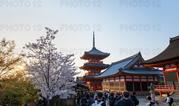 Sanjunoto Pagoda and Kyodo Hall in the evening light, blooming cherry tree, Kiyomizu-dera temple, atmospheric, Buddhist temple complex, Higashiyama, Kyoto