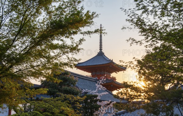 Sanjunoto Pagoda, blossoming cherry tree and trees in a garden in spring, Kiyomizu-dera temple, atmospheric evening light, Buddhist temple complex, Higashiyama, Kyoto