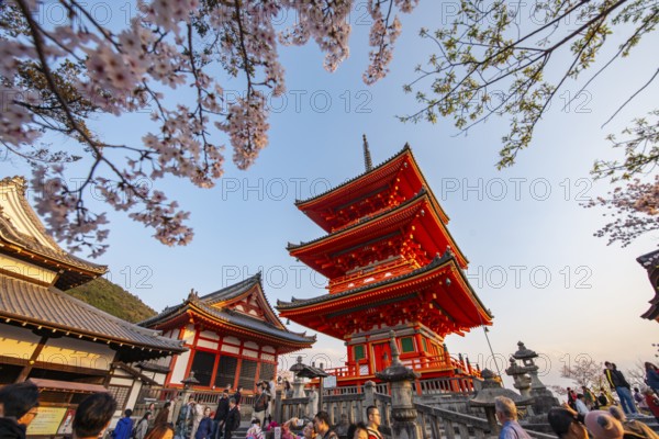 Sanjunoto Pagoda and Kyodo Hall in the evening light, cherry blossom, Kiyomizu-dera Temple, in the evening light, Buddhist temple complex, Higashiyama, Kyoto