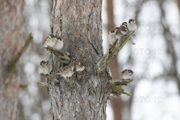 Sparrows on a branch in winter park. Krasnodar. Russia