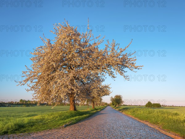 Country road with cobblestones through green fields lined with blooming cherry trees in the morning light, near Querfurt, Saxony-Anhalt, Germany