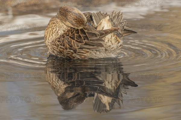 Female Duck Eurasian Tealswim (Anas crecca) sits on the water and observes her surroundings. The reflection of her body is visible on the surface of the water. It is cold and the day is getting dark. Bas Rhin, Alsace, France