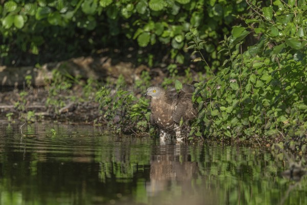 Honey buzzard (Pernis apivorus) - The European honey buzzard observes its surroundings by staying by the water. It sits among green plants and is still in daylight. Bas Rhin, Alsace, France
