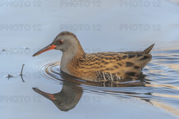 Water Rail (Rallus aquaticus) runs along the water's edge in a moor. The sun illuminates the landscape and birds search for food. Bas Rhin, Alsace, France