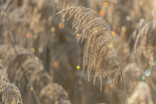 Reed-type plant stands in field. In the morning, the light shimmers on the leaves of the plant. Colors sparkle in the background. Bas Rhin, Alsace, France