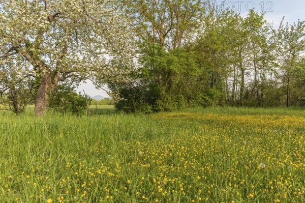 Fruit trees are in an orchard in France in spring. White flowers bloom while green grasses grow all around. A nice day starts here. Bas Rhin, Alsace, France
