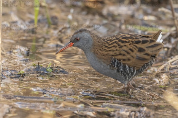 Water Rail (Rallus aquaticus) runs along a branch at the edge of the water in the moor. The sun clears the landscape and birds search for food. Bas Rhin, Alsace, France
