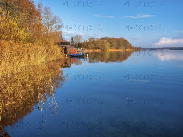 Shore with boathouses on Schaalsee in morning light, reeds and trees in autumn colors, Schaalsee Biosphere Reserve, Mecklenburg-Western Pomerania Germany