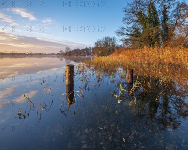 Posts and reeds in Schaalsee in the first morning light, reeds in autumn colors, Schaalsee Biosphere Reserve, Mecklenburg-Western Pomerania Germany