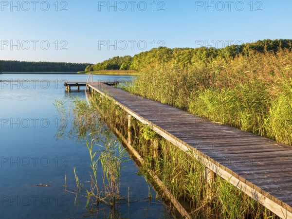 Bathing area with jetty in the reeds in the evening light, Dranser See in the district of Schweinrich, Wittstock (Dosse), Brandenburg, Germany