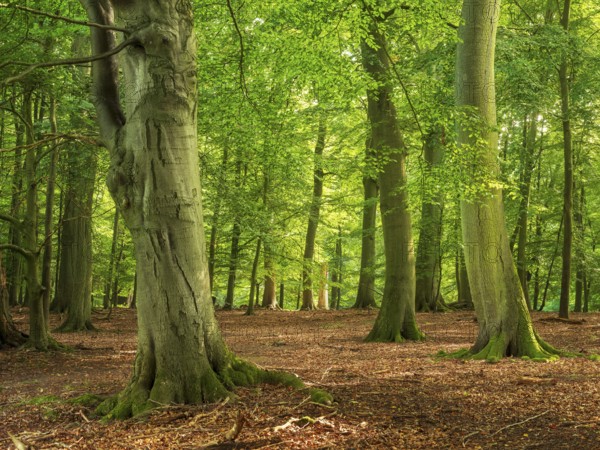 Old sunny beech forest near the Ivenacker Eichen, former Hutewald, Ivenack, Stavenhagen, Mecklenburg-Western Pomerania, Germany