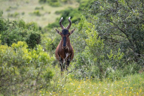 Hartebeest (Alcelaphus buselaphus), Addo Elephant National Park, South Africa