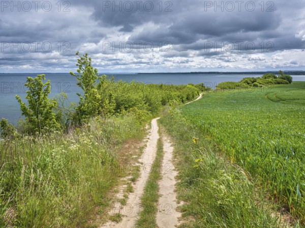 Hiking trail on the high shore of the Baltic Sea on the cliffs of Boltenhagen, Mecklenburg-Western Pomerania, Germany