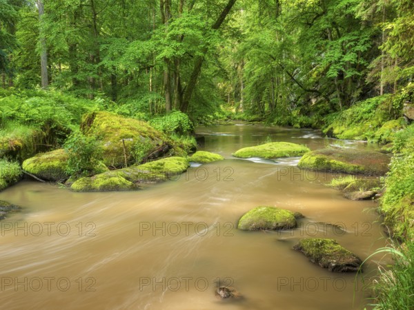 Moss-covered rocks in the Waldnaab river in the Waldnaabtal nature reserve, Falkenberg an der Waldnaab, Upper Palatinate, Bavaria, Germany