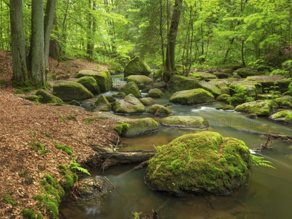 The Höllbach in the Hölle Nature Reserve flows through green forest and large moss-covered rocks, near Rettenbach, Upper Palatinate, Bavaria, Germany
