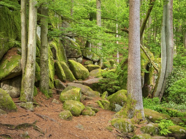Untouched nature in the Hölle nature reserve, green forest and large moss-covered rocks, near Rettenbach, Upper Palatinate, Bavaria, Germany