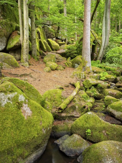 The Höllbach in the Hölle Nature Reserve flows through green forest and large moss-covered rocks, near Rettenbach, Upper Palatinate, Bavaria, Germany