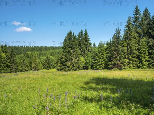 Natural, species-rich mountain meadow near Schmiedefeld in the Thuringian Forest, Gehlberg, Thuringia, Germany