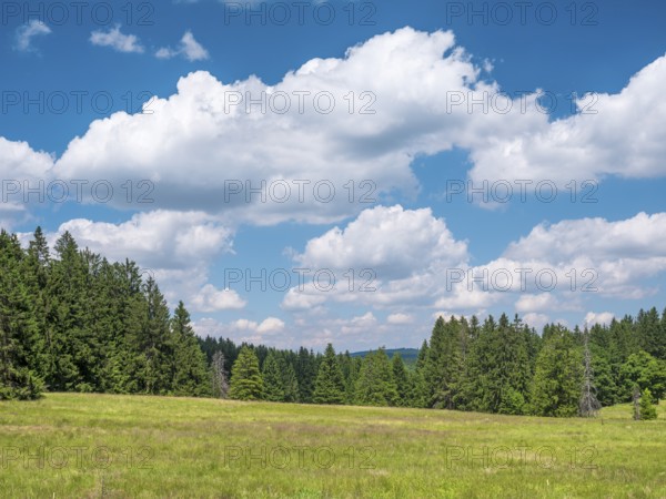 Nature-rich, species-rich mountain meadow on the Rennsteig in the Thuringian Forest, Gehlberg, Thuringia, Germany