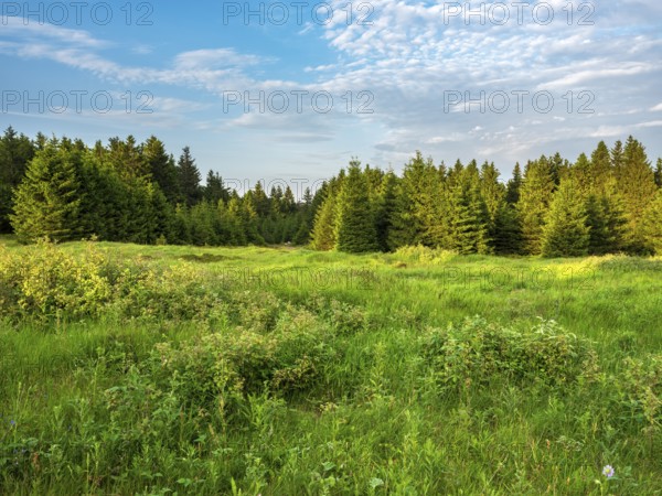Natural mountain meadow at Schneekopf in the Thuringian Forest, Gehlberg, Thuringia, Germany
