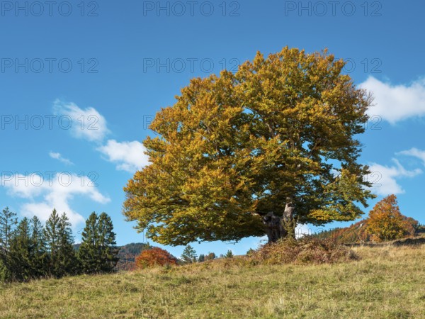 Old solitary willow beech in autumn, Black Forest, Baden-Württemberg, Germany