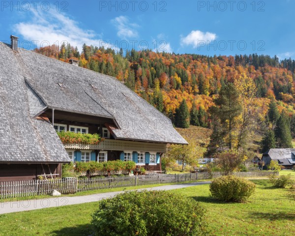 Typical Black Forest house in autumn, balconies with flowers, colorful forest in the back, Menzenschwand, Black Forest, Baden-Württemberg, Germany