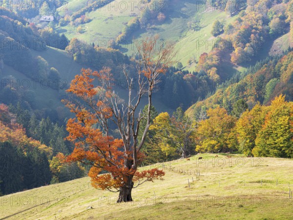 Old solitary willow beech in a meadow in autumn, Black Forest, Baden-Württemberg, Germany